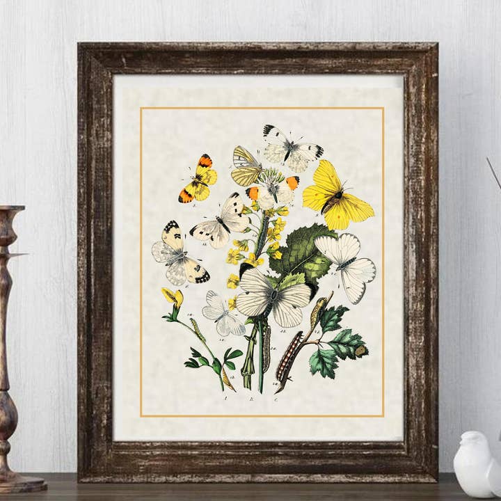 Magnifique Hearts - Wholesale Art Print - Art Prints, Butterflies Vintage Styled Prints, High Quality, Entomological Art, Wall Art, Gift Idea, Home Décor, Rustic Farmhouse, Artistic