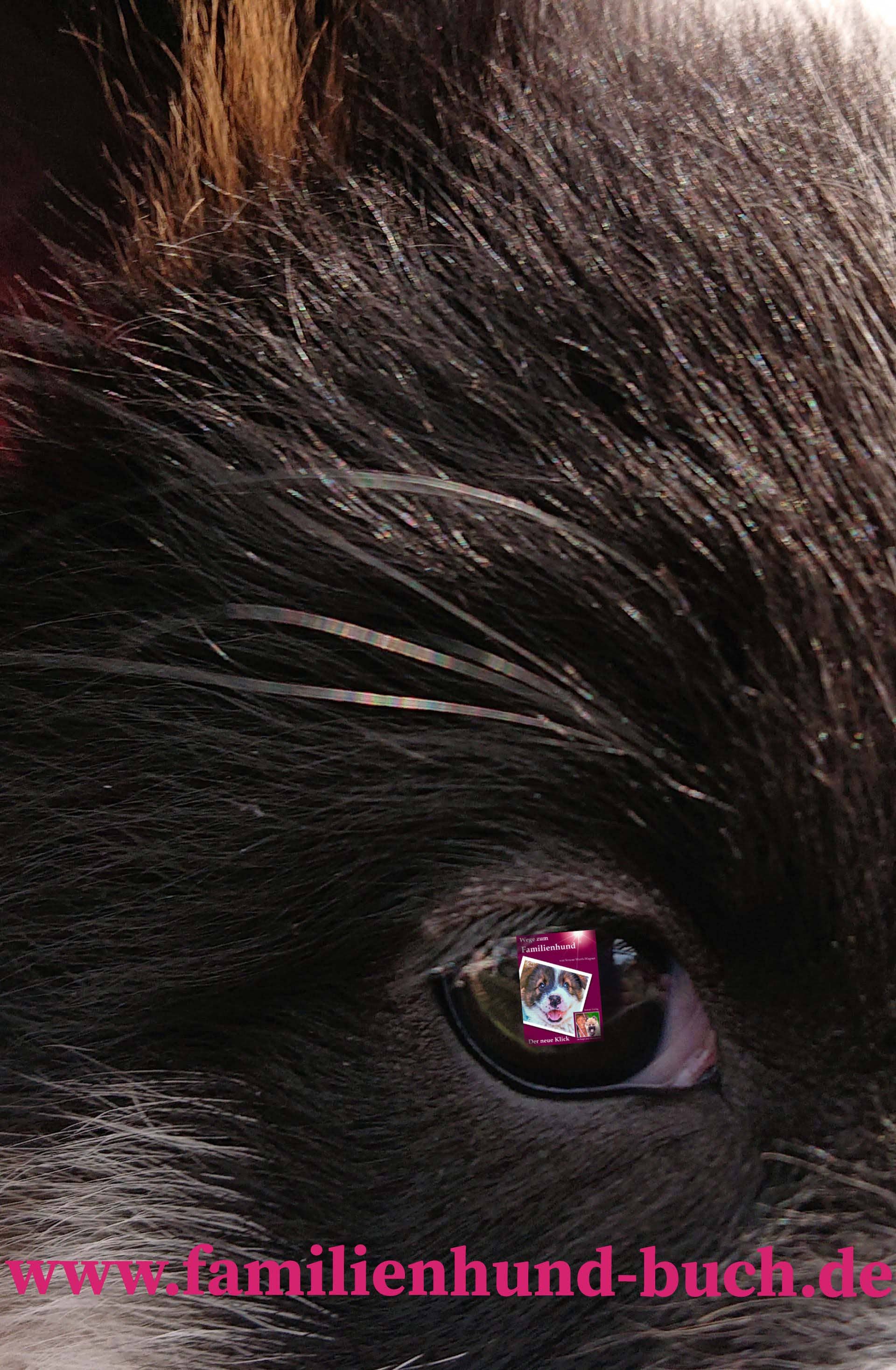 AnRoSi - Wholesale  - Het boek voor en met de hond: Paths to the Family Dog7