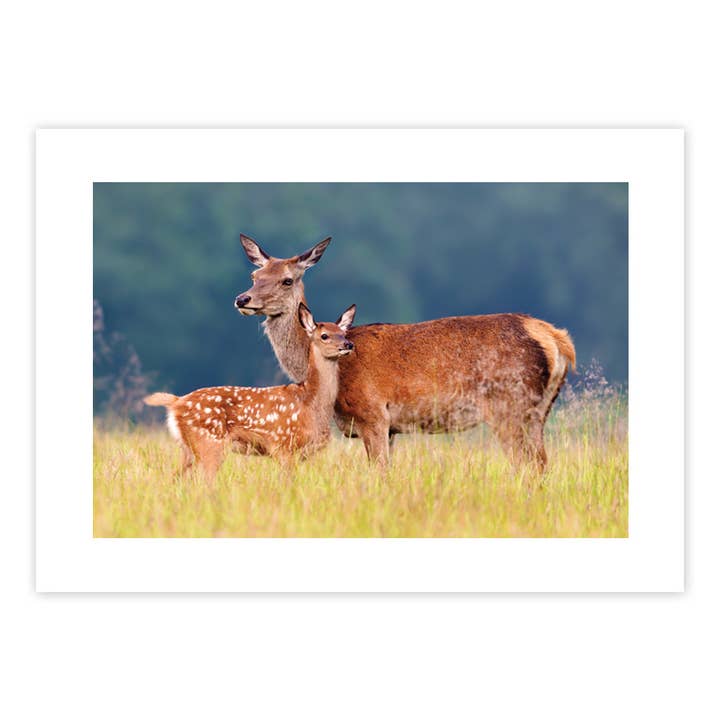 Doe & Fawn Blank Card for wholesale by Sun Day Greetings