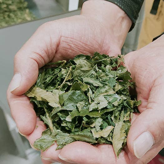 wagumi - Wholesale Health/Detox Tea - Miyabi Satsuma Organic Green Tea by Yamaguchi Tea3