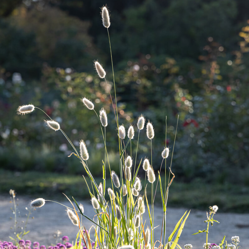 Plantgem - Wholesale Plant Seeds - Bunny Tail Grass - 100 Seeds1