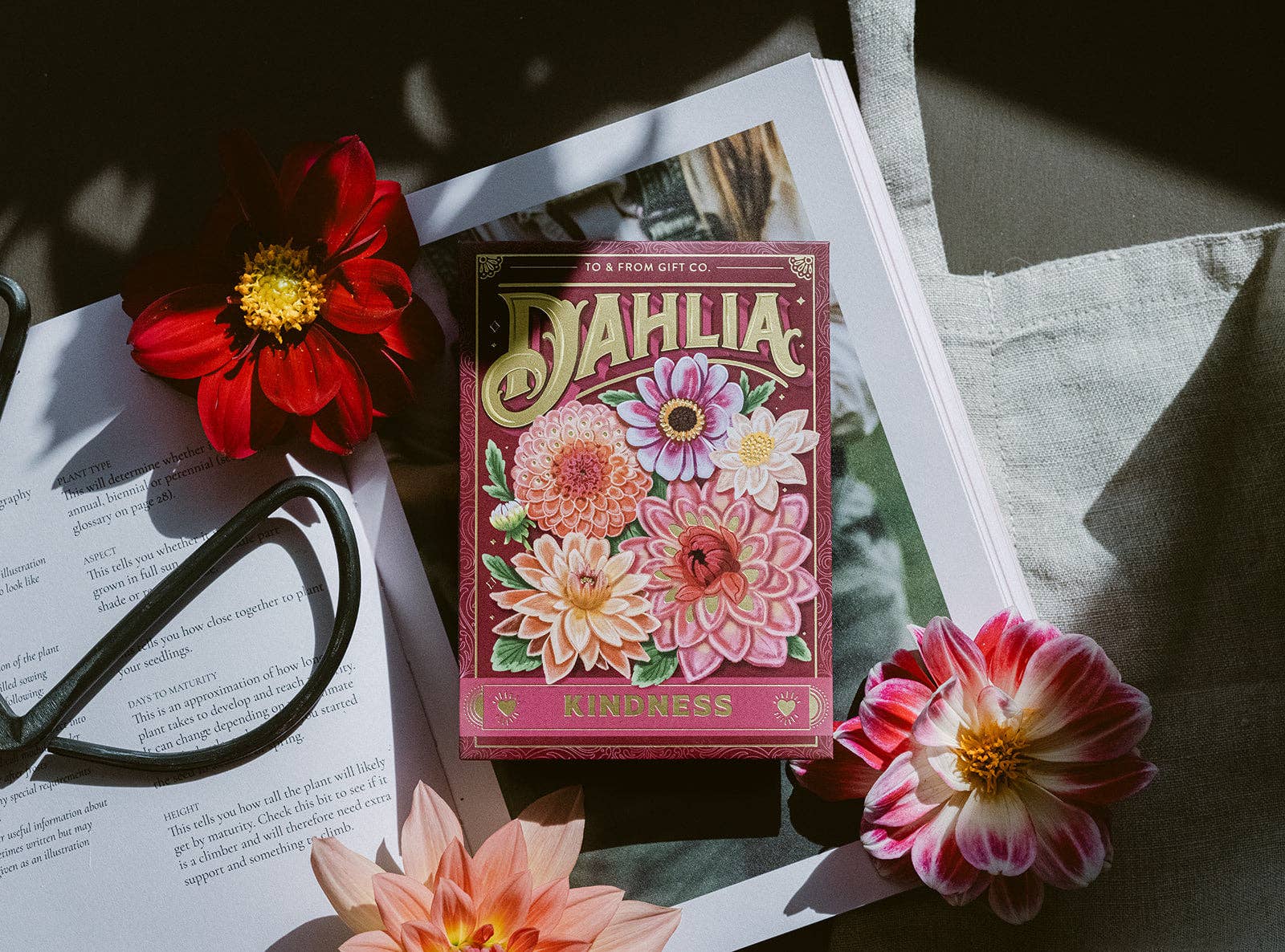 To & From Gift Co. - Vendita all'ingrosso Semi di piante - Dalia (Gentilezza) - Bustina di Semi con Floriografia1