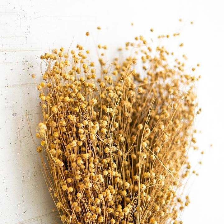 Kalalou - Wholesale Dried/Pressed Flowers - Bundle of Natural Lino Stems