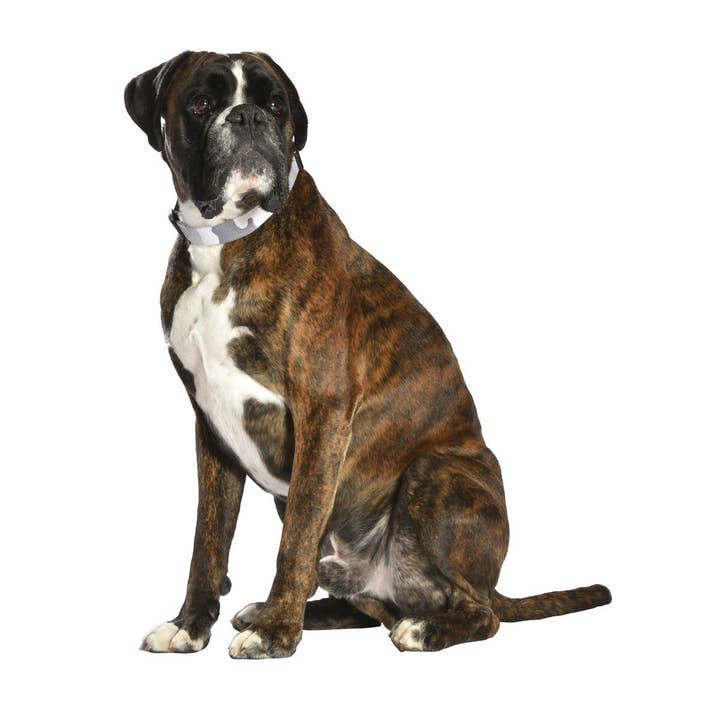 Bobby Canifrance - Vendita all'ingrosso Collare - Cani - Collare cane – Camouflage - Bobby2