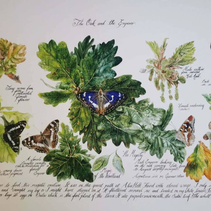 La quercia e l'imperatore per la vendita all'ingrosso da parte di Sheryl Pape