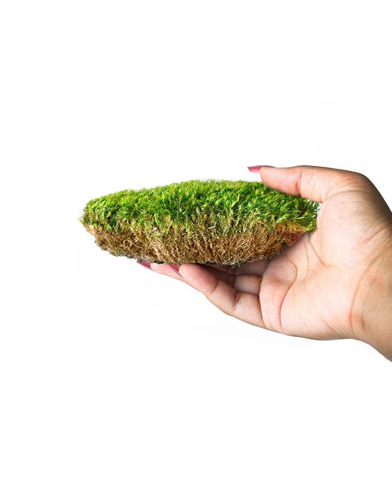 SuperMoss - Wholesale Artificial Plant - Mood Moss Preserved 3lb Box2