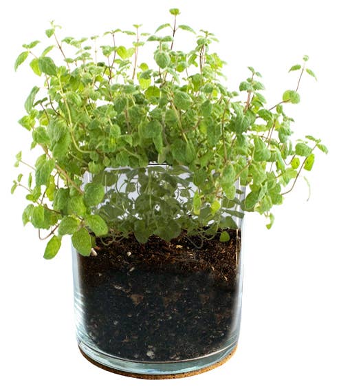 Potting Shed Creations, Ltd. - Wholesale Plant Seeds - Essential Mint Garden | Spring & Valentine Tea Gift Idea 6