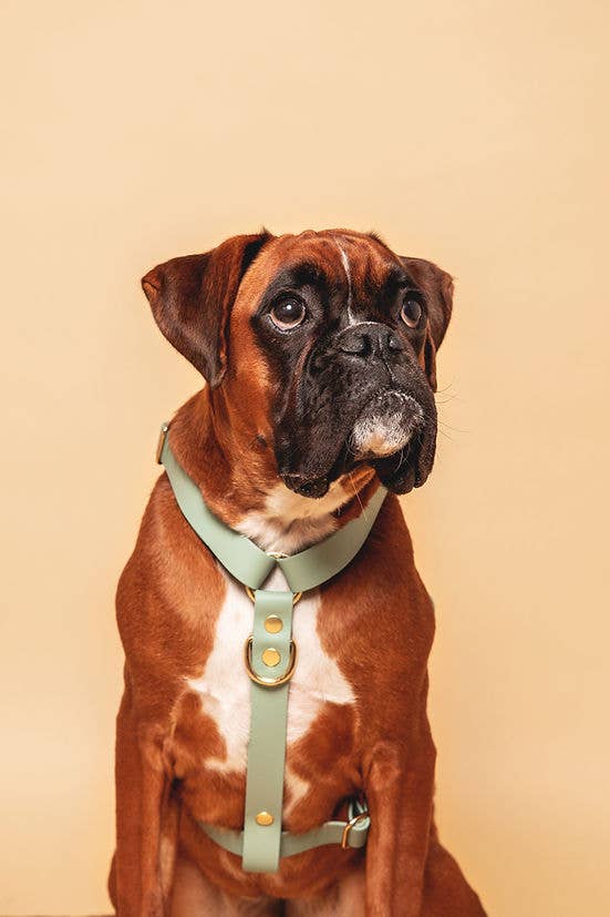 Pompon & Pets - Wholesale Pet Harness - Dog - Sea Green Harness - Biothane2