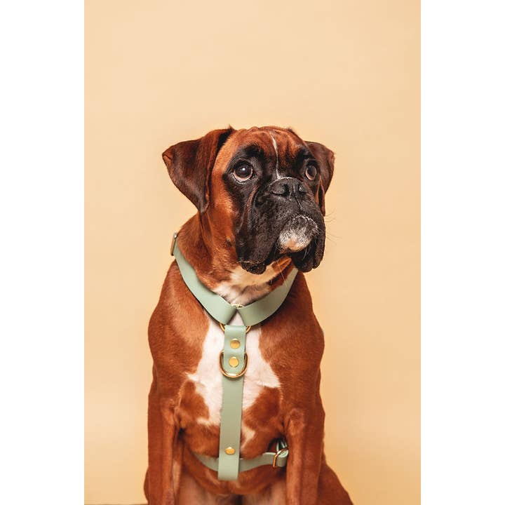 Pompon & Pets - Wholesale Pet Harness - Dog - Sea Green Harness - Biothane2