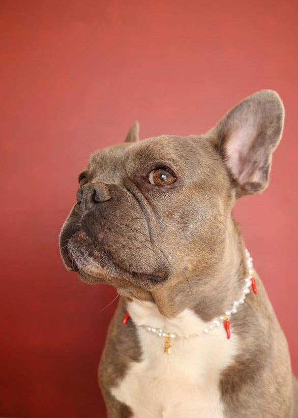 Aura - Wholesale Pet Collar - Cat/Dog - Picante pearl necklace for dogs and cats5