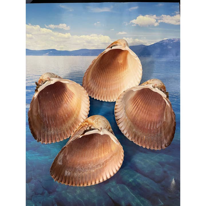 Art By Nataliia - Venta al por mayor Artículo decorativo de mesa - Berberecho gigante del Atlántico. Conchas oceánicas raras