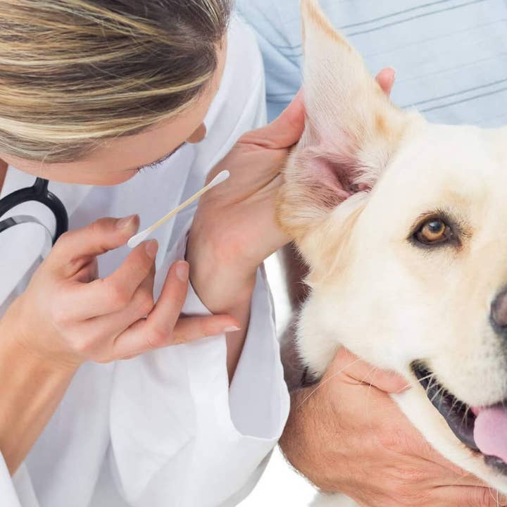 White Bamboo Cotton Buds - Eco friendly cotton swabs EcoSdlurp for wholesale on Faire14