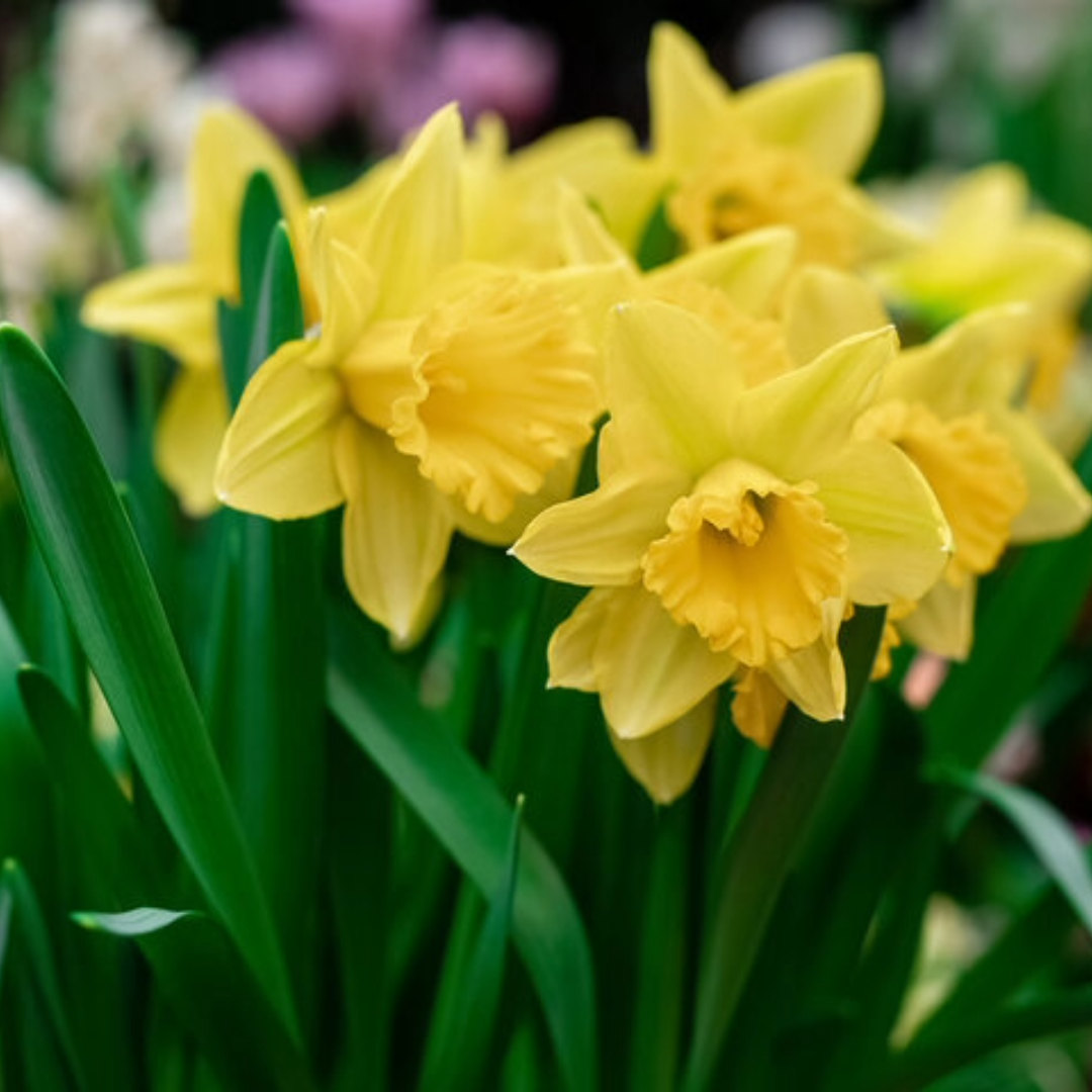 Thorsen's Greenhouse - Wholesale Live Plant - Daffodil Bulbs - Trumpet Dutch Master - Perennials - Value2