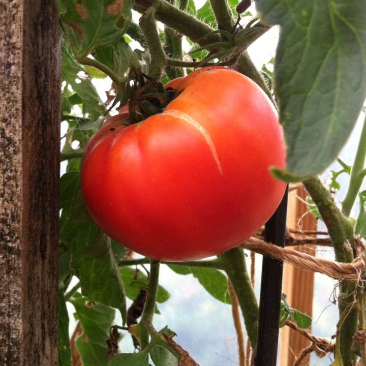 Graines de tomates en tranches - Hillbilly, BIO pour la vente par Sow True Seed