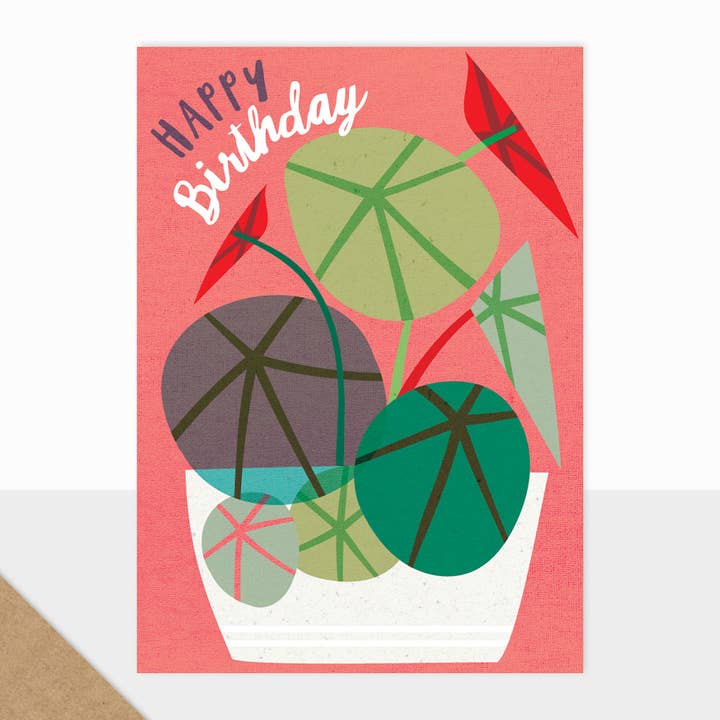 Bloom - Happy Birthday (House Plant) for wholesale by Laura Darrington Design Ltd
