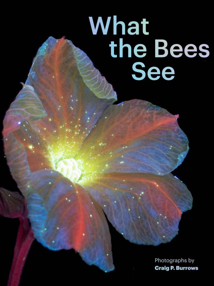What the Bees See for wholesale by Chronicle Books