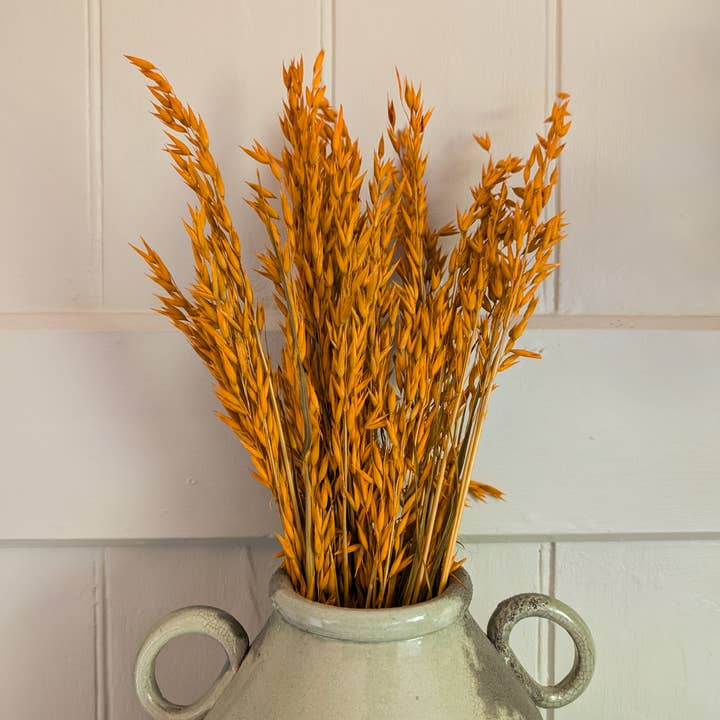 Banksia Botanicals – wholesale Dried/pressed flowers – Orange Avena Oats 60-70cm 2