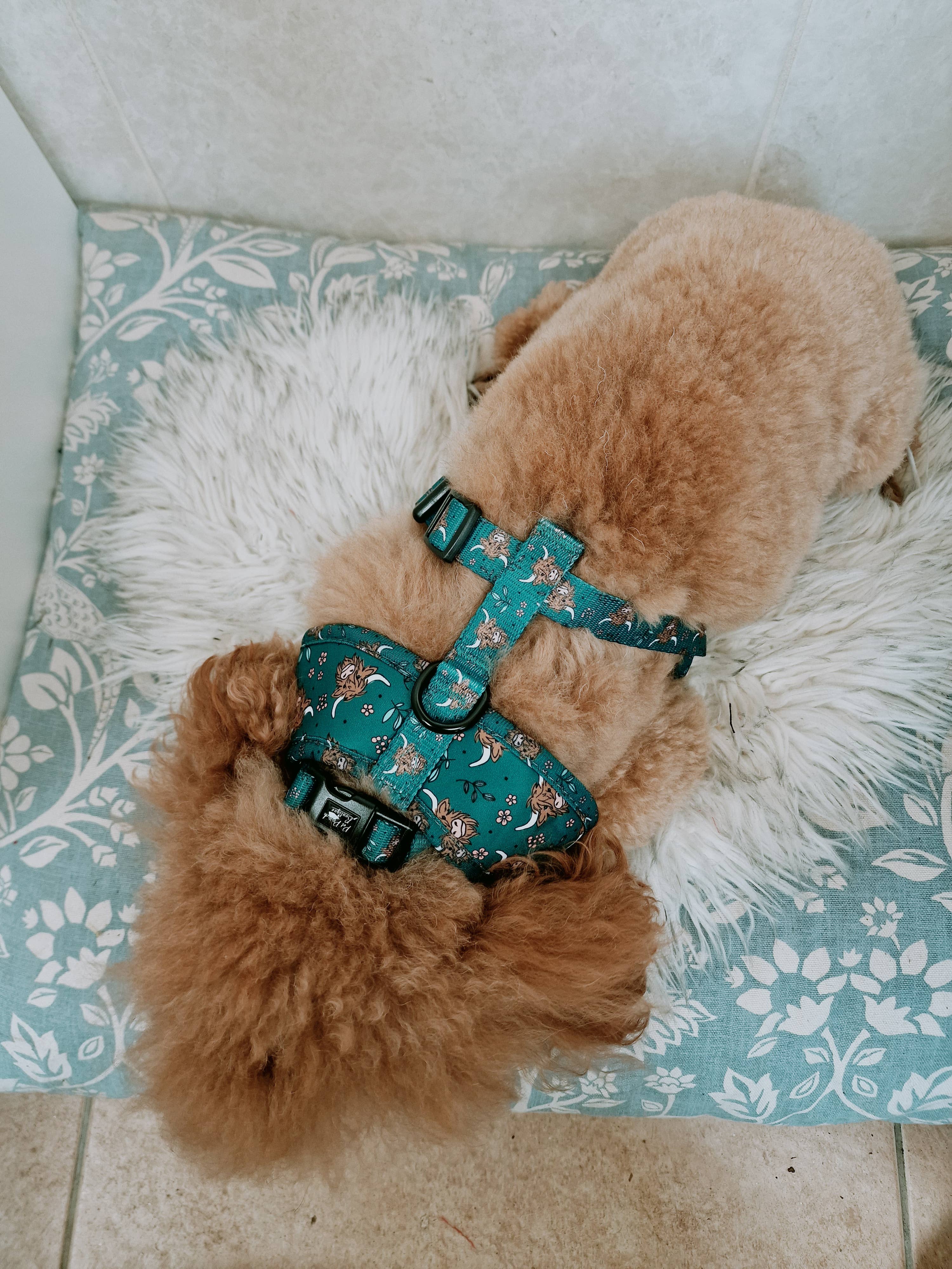 Pet Pooch Boutique - Wholesale Pet Harness - Dog - Happy Highland Cow Puppy Dog Harness3