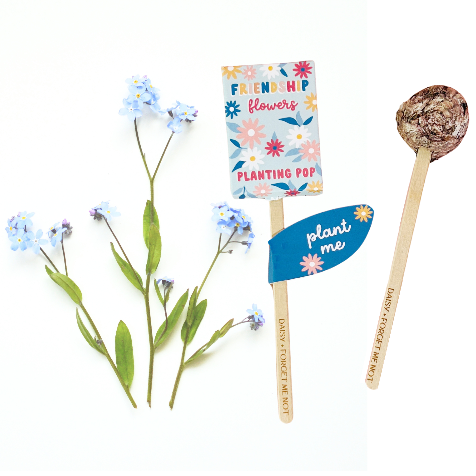 Sow the Magic - Vendita all'ingrosso Semi di piante - Germogli da piantare Friendship Flowers Garden + regalo con semi1