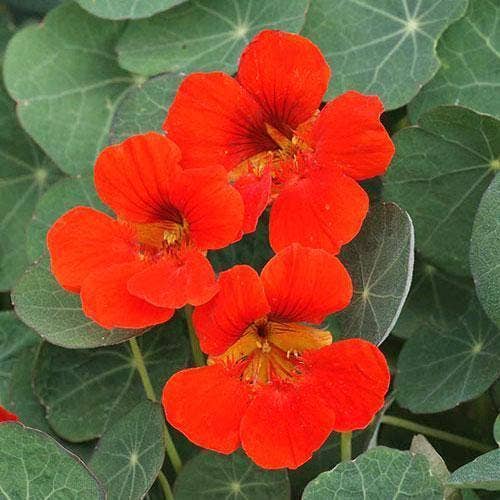 Sow True Seed - Wholesale Plant Seeds - Nasturtium Seeds - Empress of India2