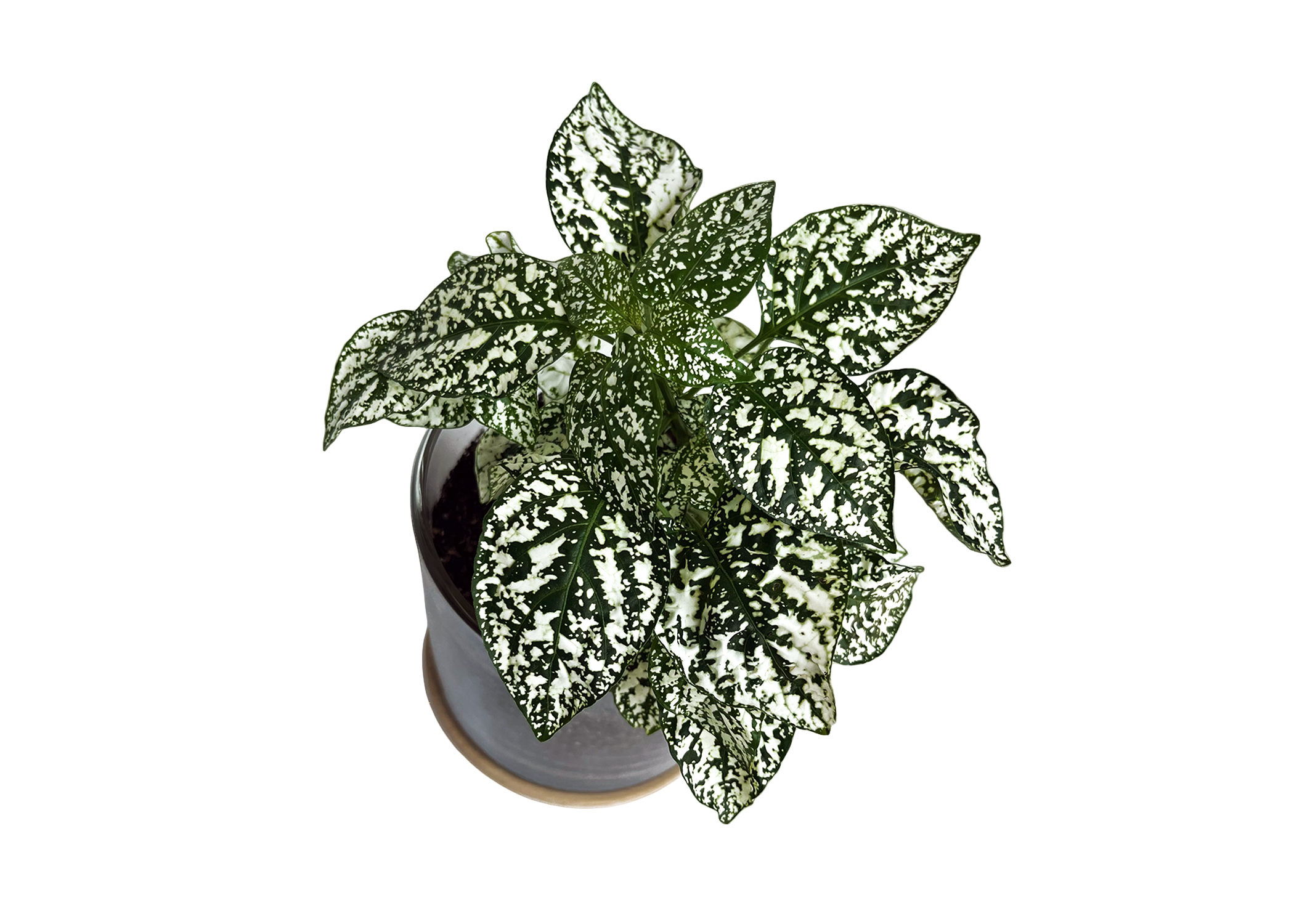 Potting Shed Creations, Ltd. - Wholesale Live Plant - Houseplant Collection | First Snow | Polka Dot Plant6