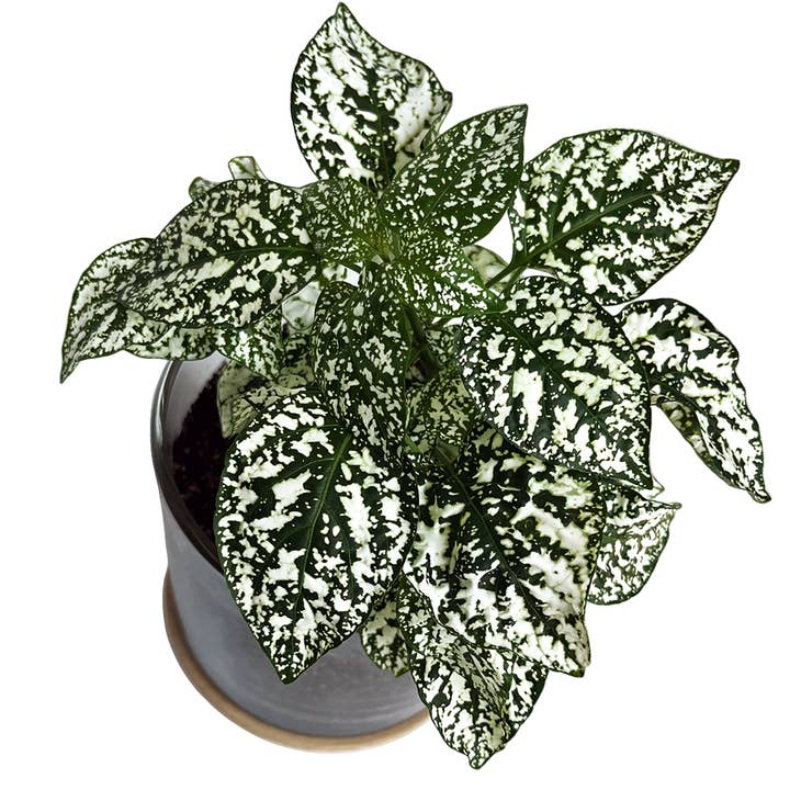 Potting Shed Creations, Ltd. - Wholesale Live Plant - Houseplant Collection | First Snow | Polka Dot Plant6