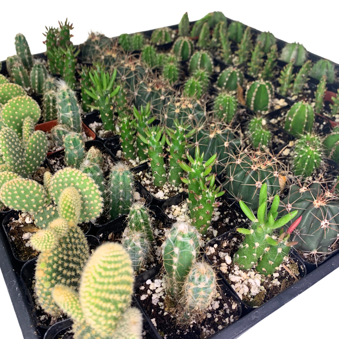 Flow State - Wholesale Live Plant - 2" Assorted Cactus – Wholesale Live Houseplant3