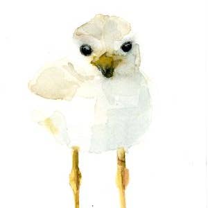 Baby Piping Plover ~ "Eager" ~ Little Wonders ~ Giclée Print for wholesale by Holly Wach Art LLC