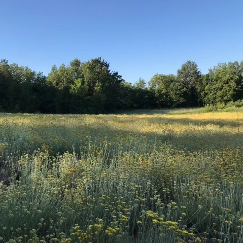 Nomad Botanicals - Wholesale Essential Oil - Helichrysum Essential Oil1