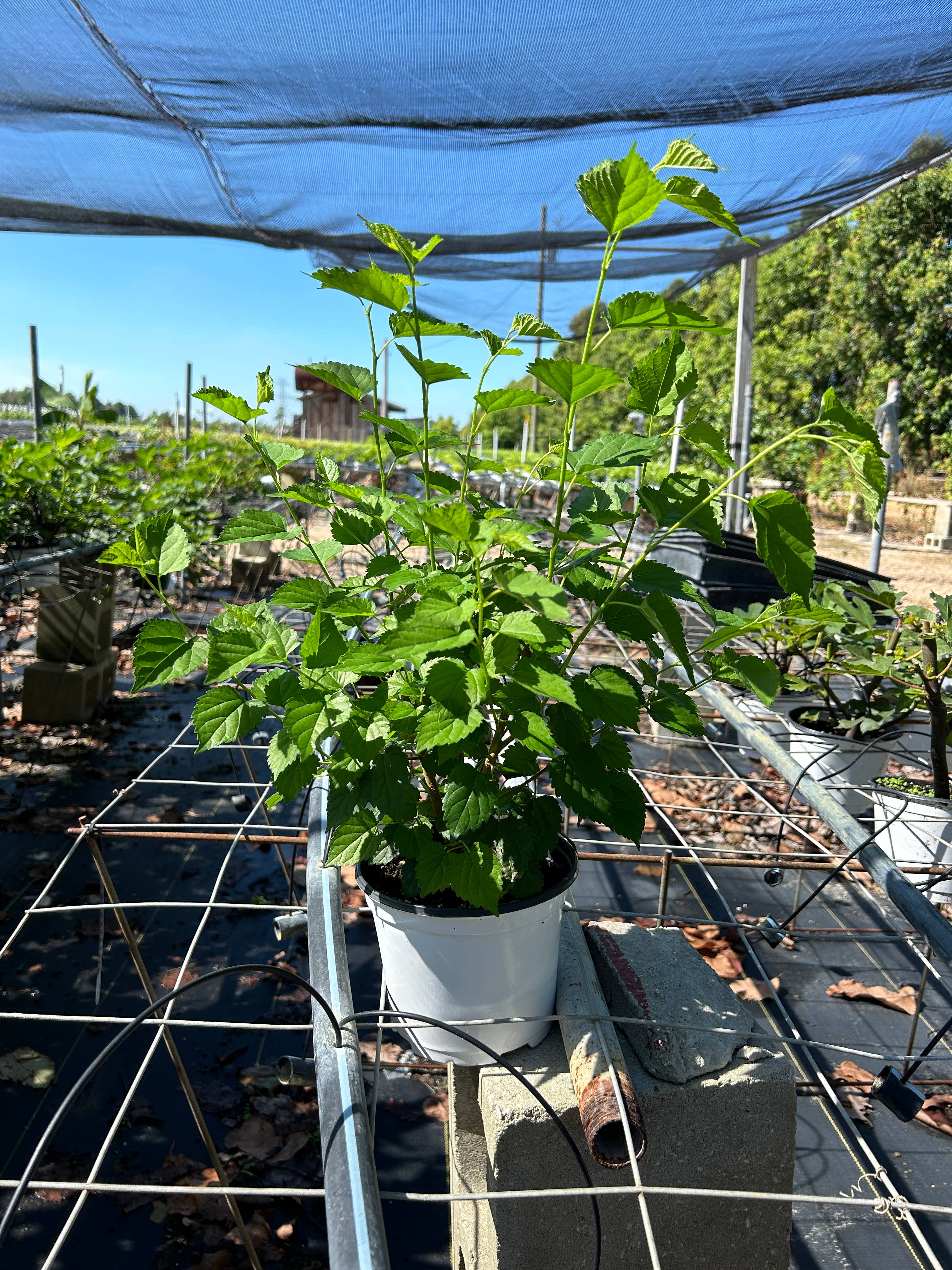 O F Nelson’s - Wholesale Live Plant - 6" Everbearing Mulberry (Morus nigra)