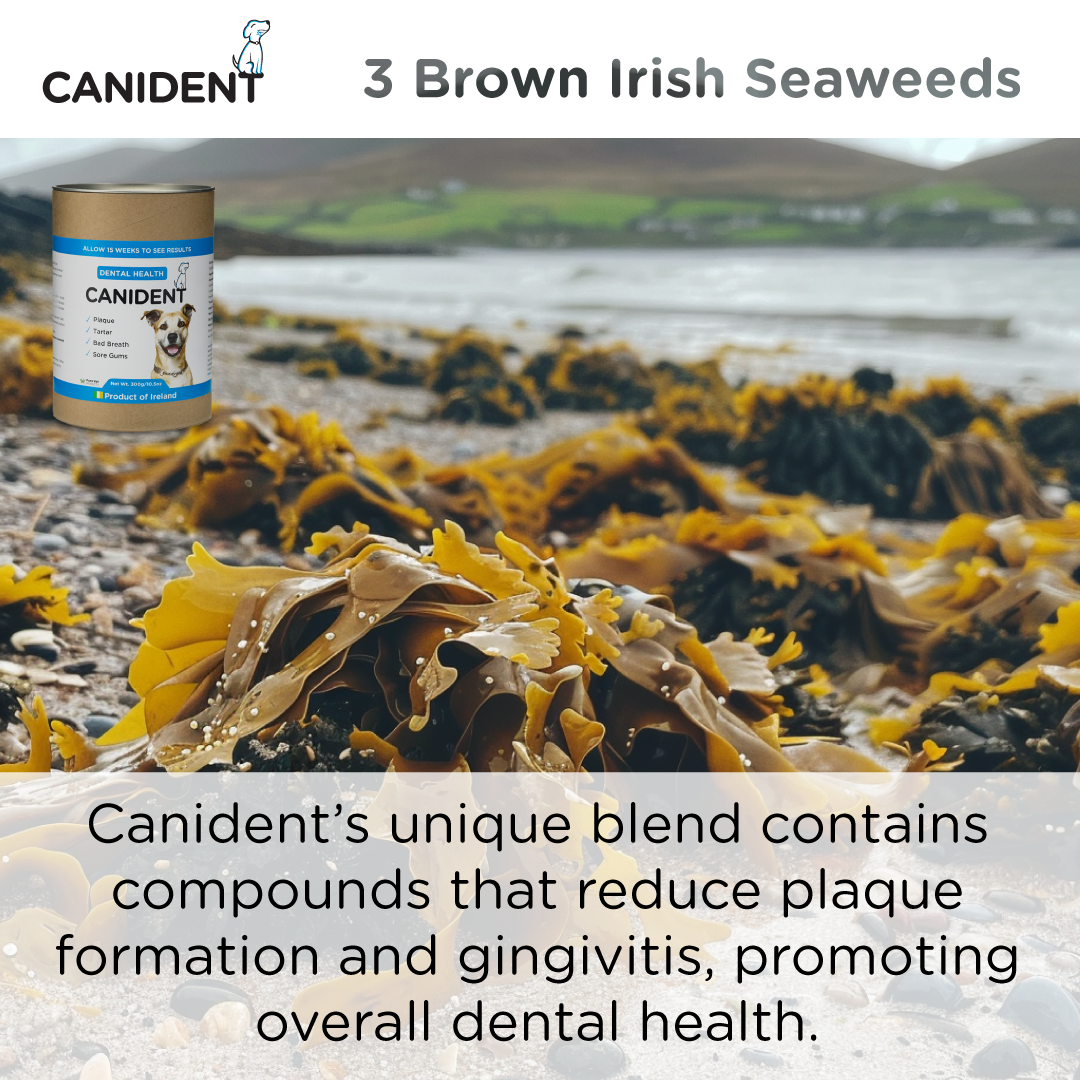 Seaweed For Dogs - Vente Compléments alimentaires – chien - Canident | Pour la santé dentaire des chiens6