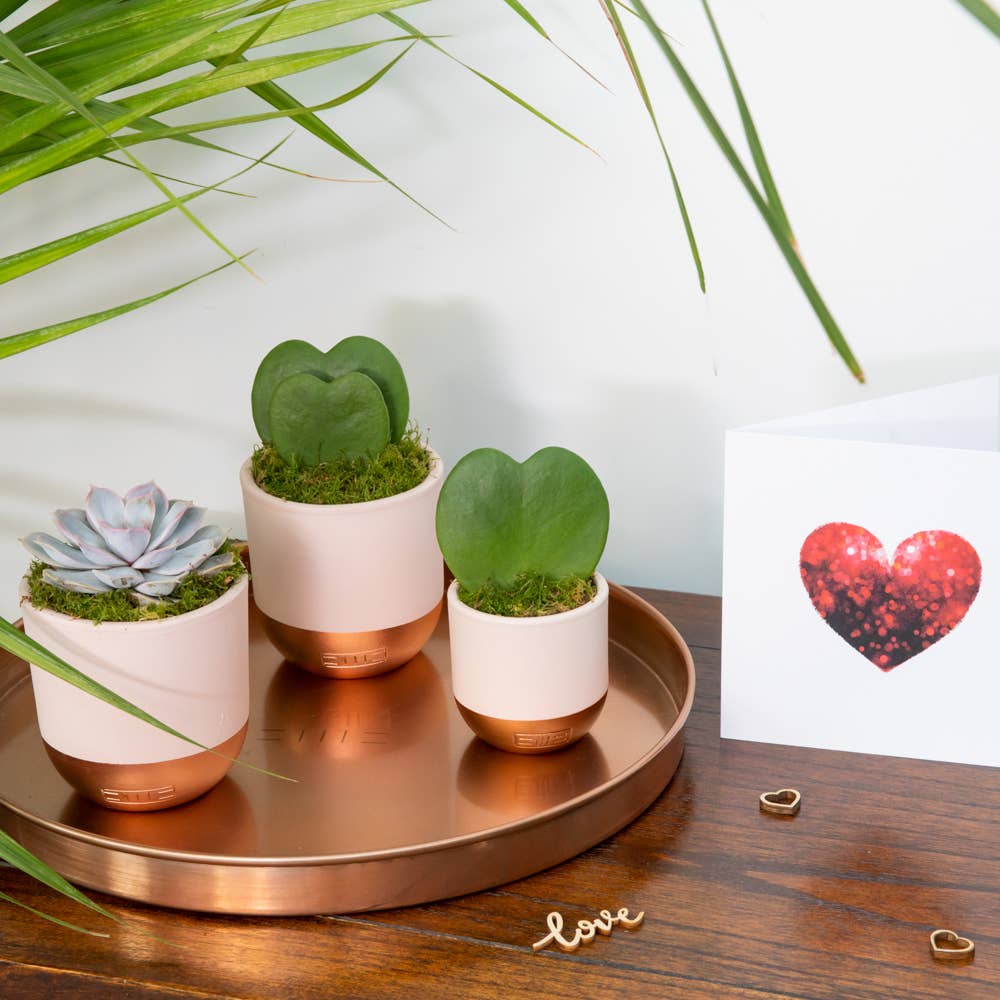 The Little Botanical – wholesale Succulent – Hoya Kerrii (Double Heart) 💚💚11