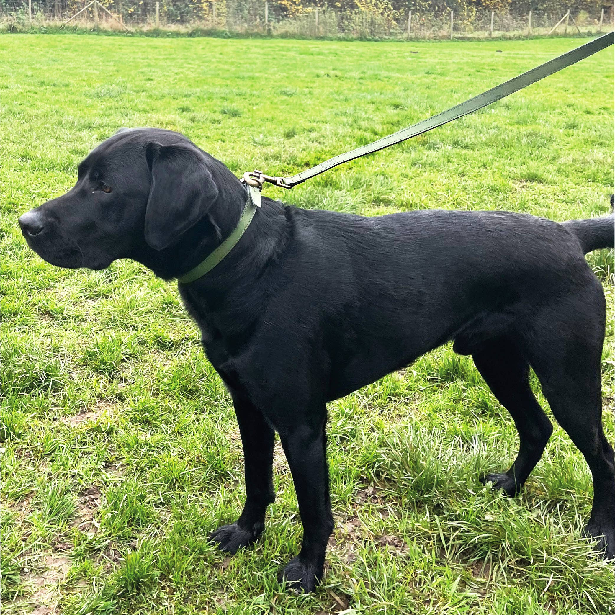 HugglePets - Wholesale Pet Leash - Dog - HugglePets Legacy Leather Dog Lead28