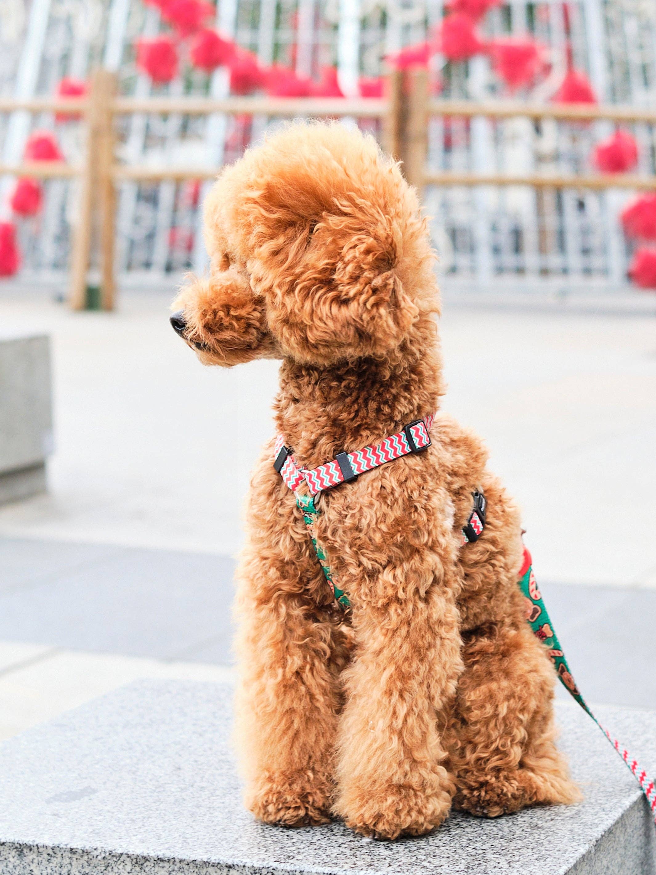 Dukier - Wholesale Pet Harness - Dog - GINGER BREAD CLASSIC DOG HARNESS2