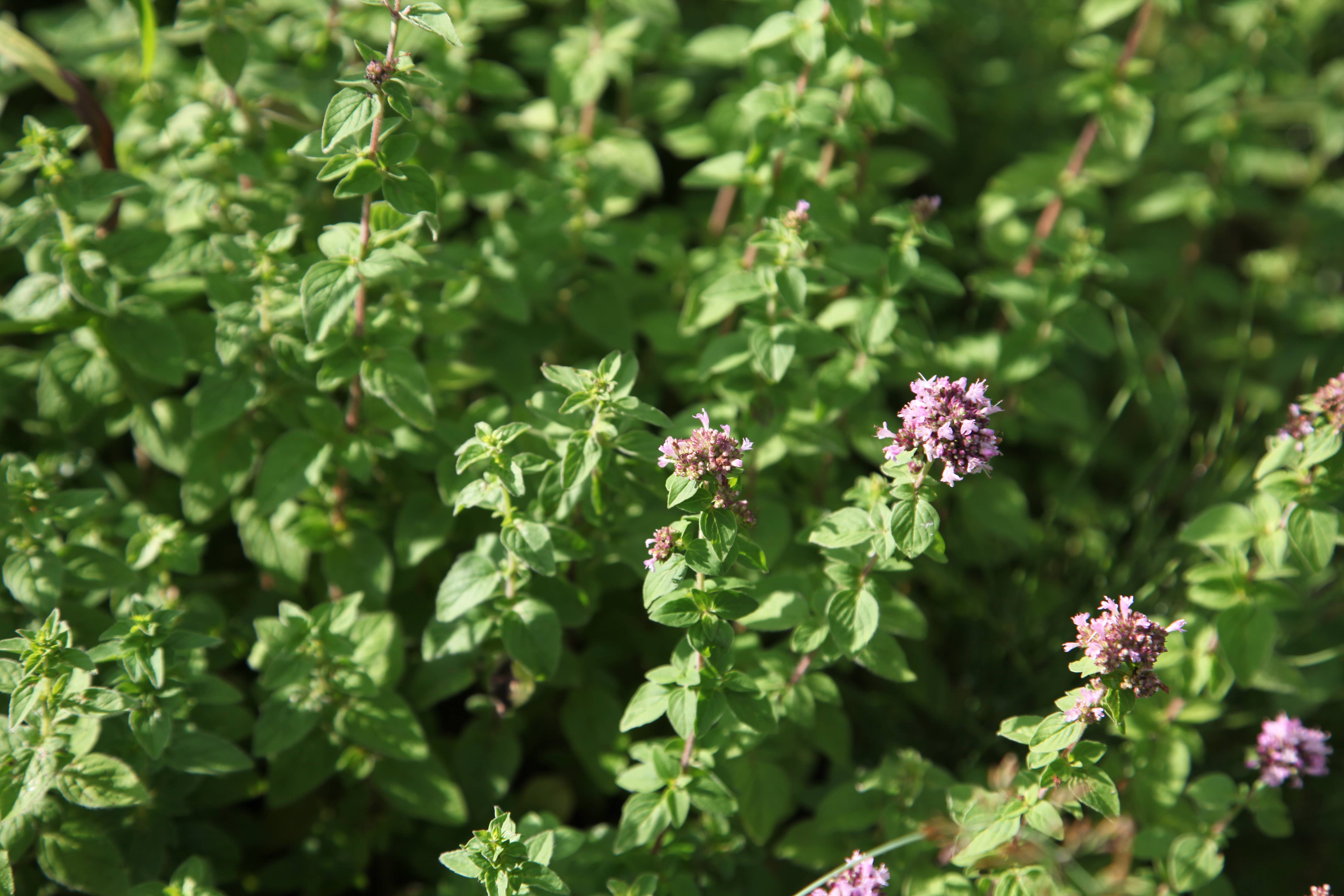 Lavender Haus - Wholesale Facial Steam - Lavender Facial Steam2