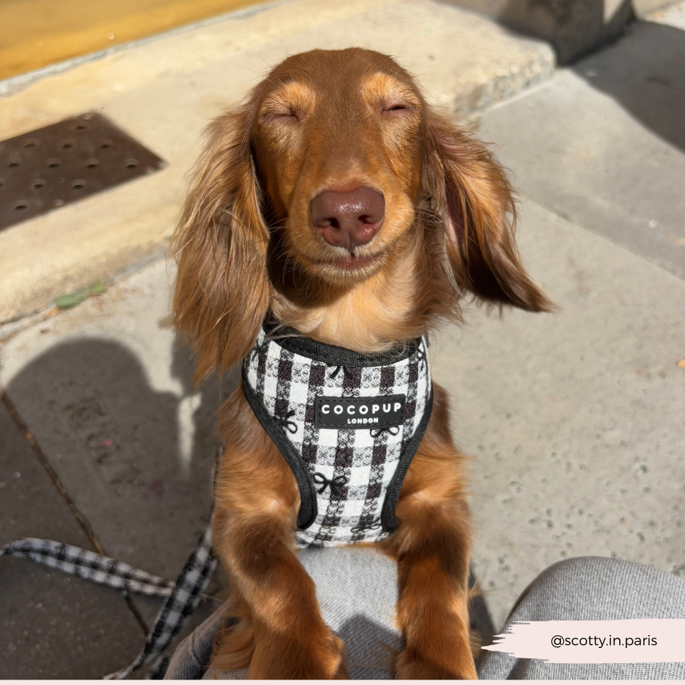 Cocopup London – wholesale Pet harness – Dog – Pup in Paris Adjustable Neck HARNESS4