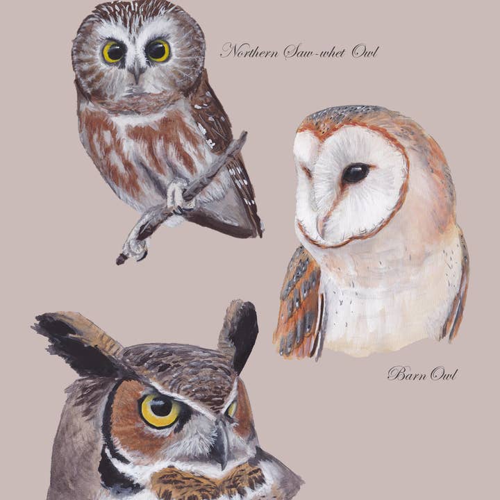 Owls of Pennsylvania Fine Art Print for wholesale by Jack Hobe Nature Art