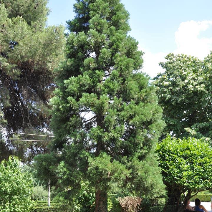 The Jonsteen Company - Wholesale Live Plant - Living Christmas Tree | Giant Sequoia | Packaged Live Tree6