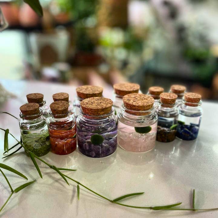 Moss Amigos | Moss Ball Terrariums - Wholesale Live Plant - Small Marimo Moss Ball Terrarium with Rose Quartz Gemstones5