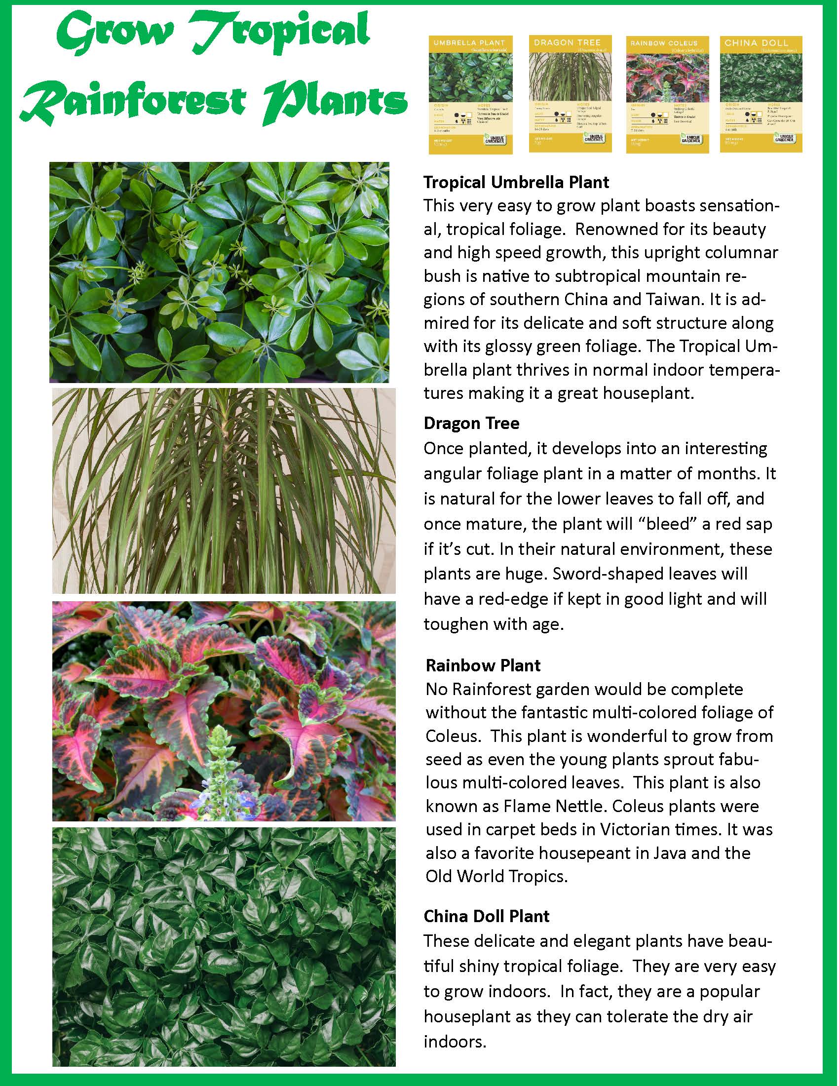 Silver Circle Products - Wholesale DIY Craft Kit - Kids - Tropical Rainforest Jungle Biosphere Terrarium10