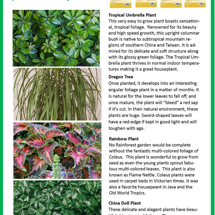 Silver Circle Products - Vente Kit de bricolage – enfant - Terrarium de biosphère de jungle de forêt tropicale10