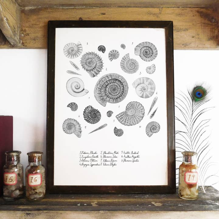 Ammonoidea Ammonite Art Print for wholesale by Bison Bindery