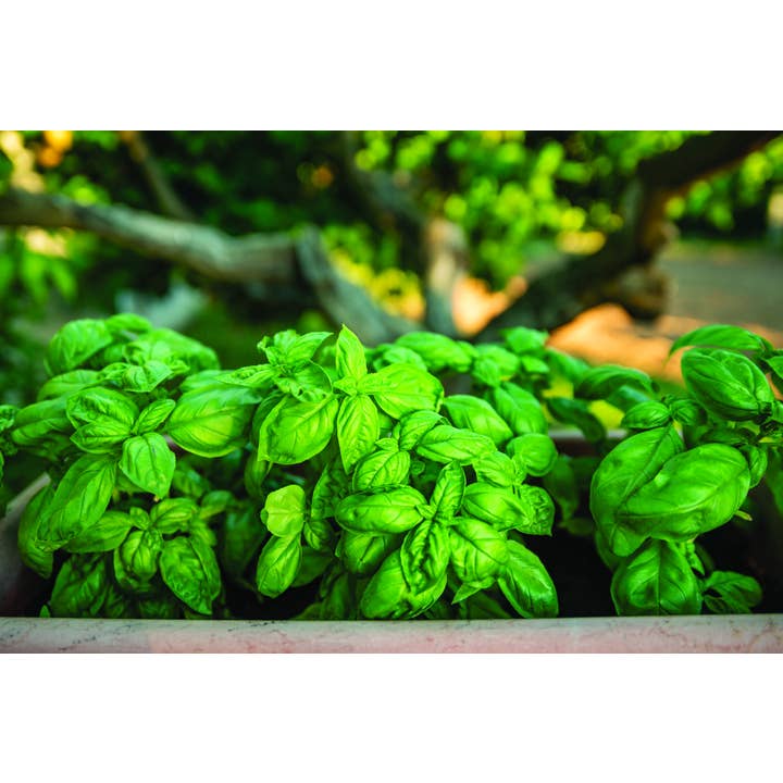 REMOVED BRAND – Engroshandel Pesto – Pesto Genovese uden hvidløg med Genovese basilikum DOP 500G2