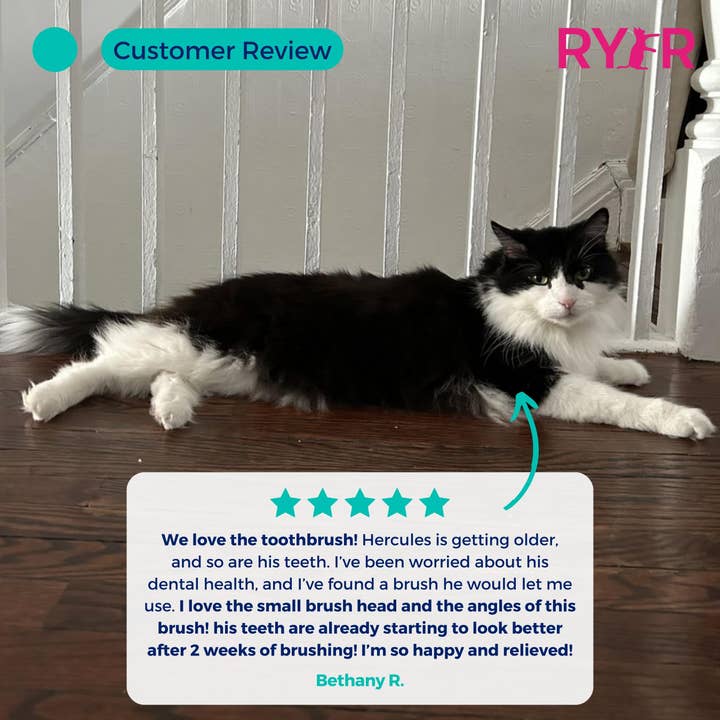 RYERCAT - Vente Brosse – chat et chien - Lot de brosses à dents à micro-tête et double face pour chat, couleurs mélangées !9