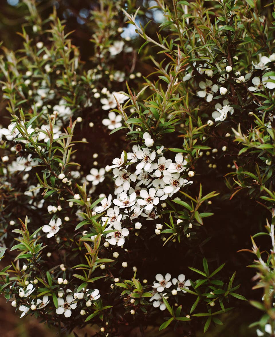 ACTIVIST - Wholesale Honey - Rare Activist 850+ MGO Manuka Honey4