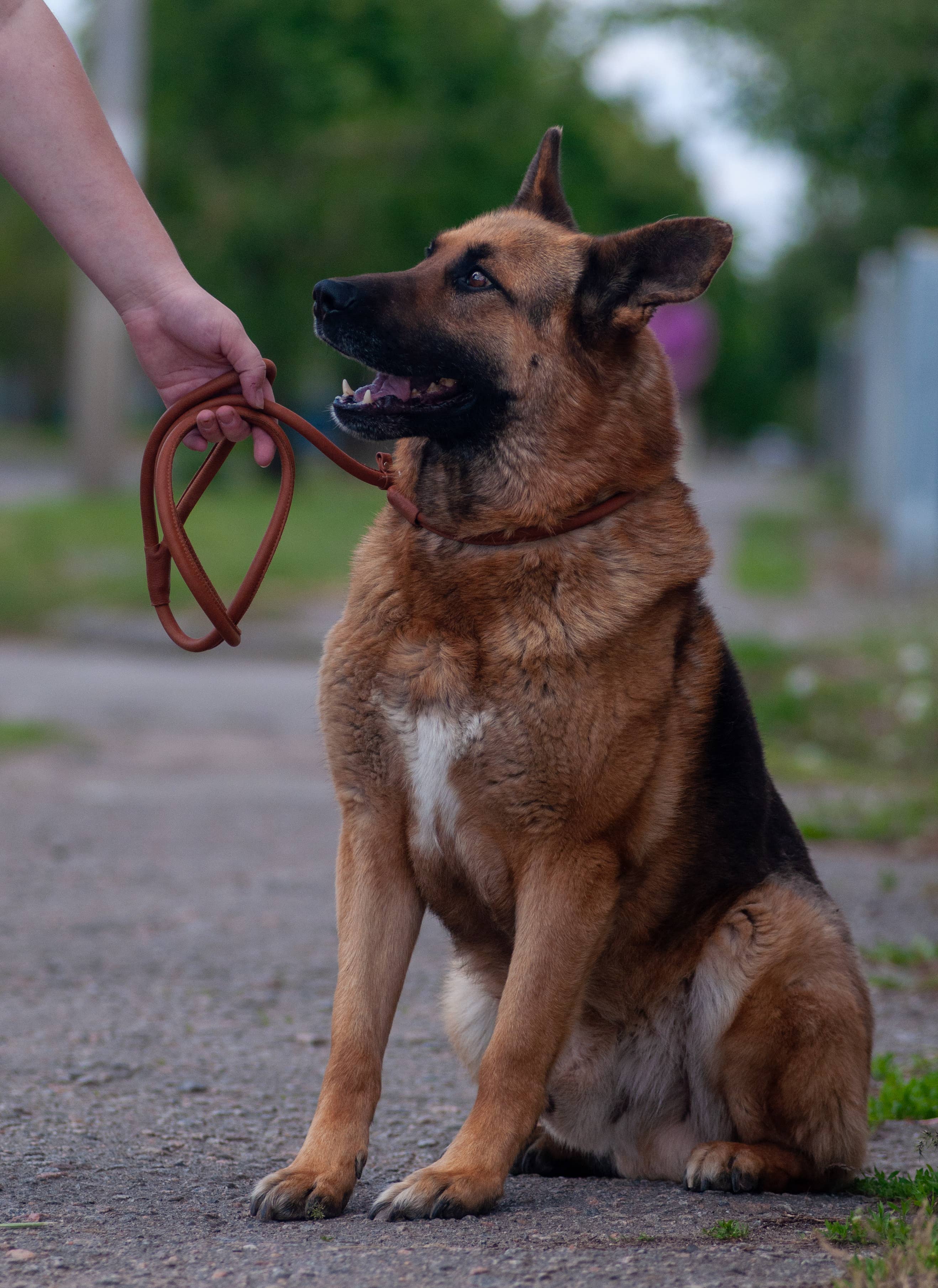 Brown Soft Leather Slip Leash – Comfortable and Reliable Control for wholesale on Faire3