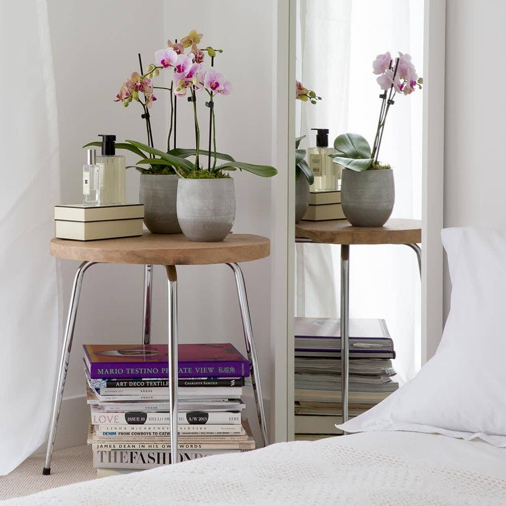 The Little Botanical – wholesale Live plant – Living Orchid moss in a concrete ceramic planter10