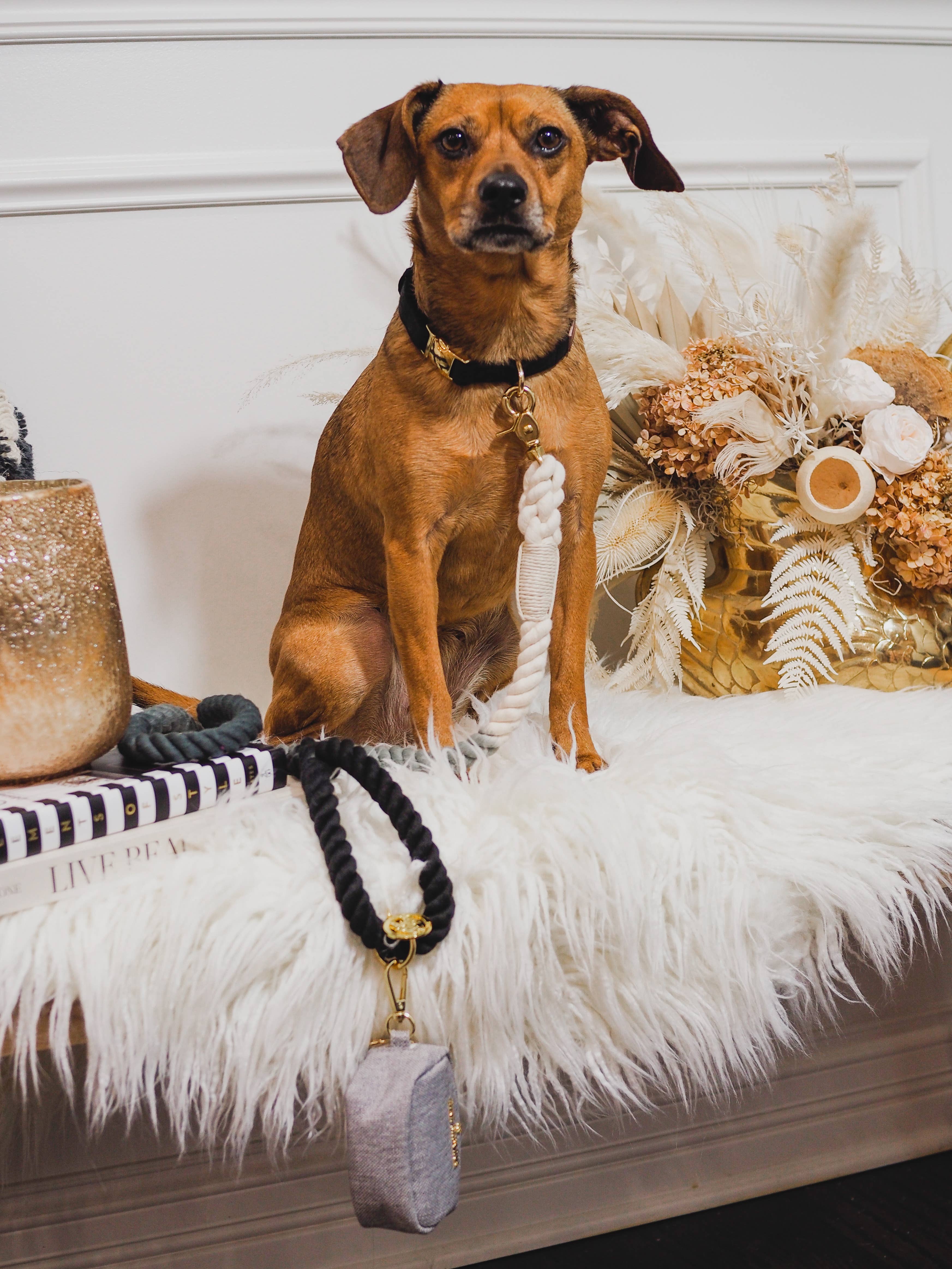 Pink Papyrus | Premium, Durable, & Stylish Dog Products - Wholesale Pet Leash - Dog - Cairo Rope Dog Leash | Dog Leash | Black And Grey Leash7