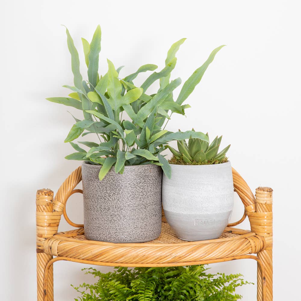 The Little Botanical – wholesale Live plant – British Grown Blue Star Fern8