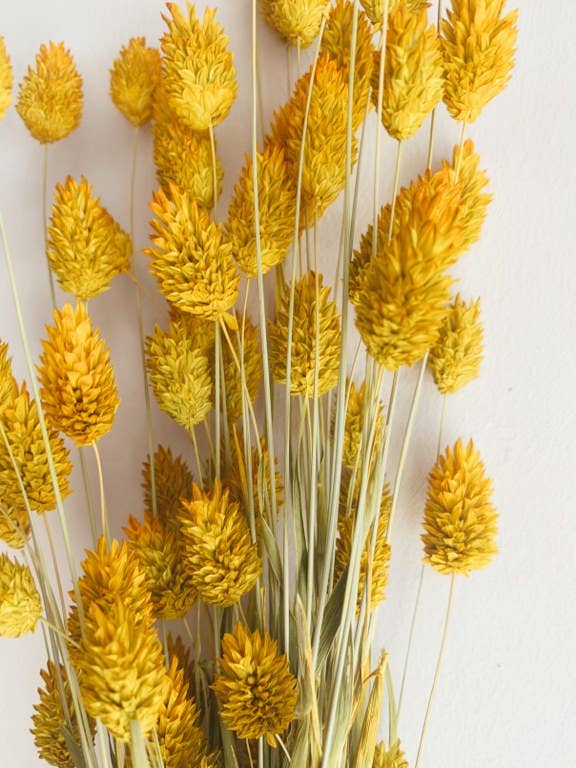 Uma Cantik - Wholesale Dried/Pressed Flowers - Phalaris Yellow Dried Flowers1